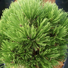 Сосна белокорая Шмидта (Schmidtii)