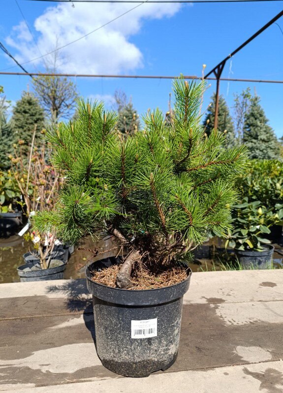 Сосна горная Голден Глоу (Golden Glow)