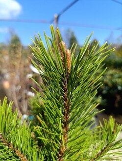 Сосна горная Голден Глоу (Golden Glow)