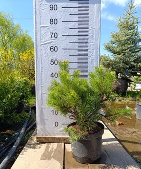 Сосна горная Голден Глоу (Golden Glow)