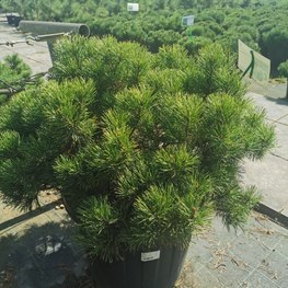 Сосна горная Карстенс Винтерголд (Carsten's Wintergold)