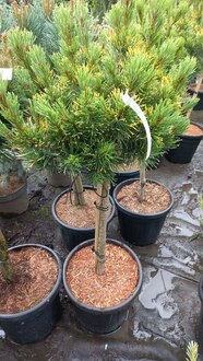 Сосна горная Карстенс Винтерголд (Carsten's Wintergold)