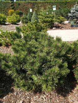 Сосна горная Карстенс Винтерголд (Carsten's Wintergold)