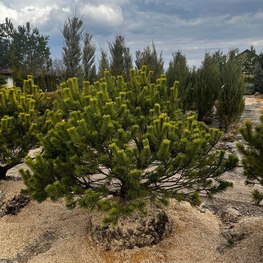 Сосна горная Карстенс Винтерголд (Carsten's Wintergold)