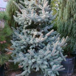 Ель колючая Шовенхорст (Schovenhorst)