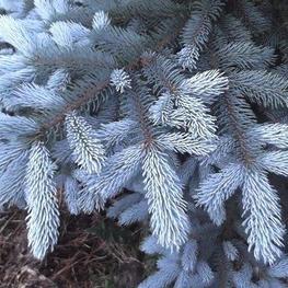 Ель колючая Шовенхорст (Schovenhorst)