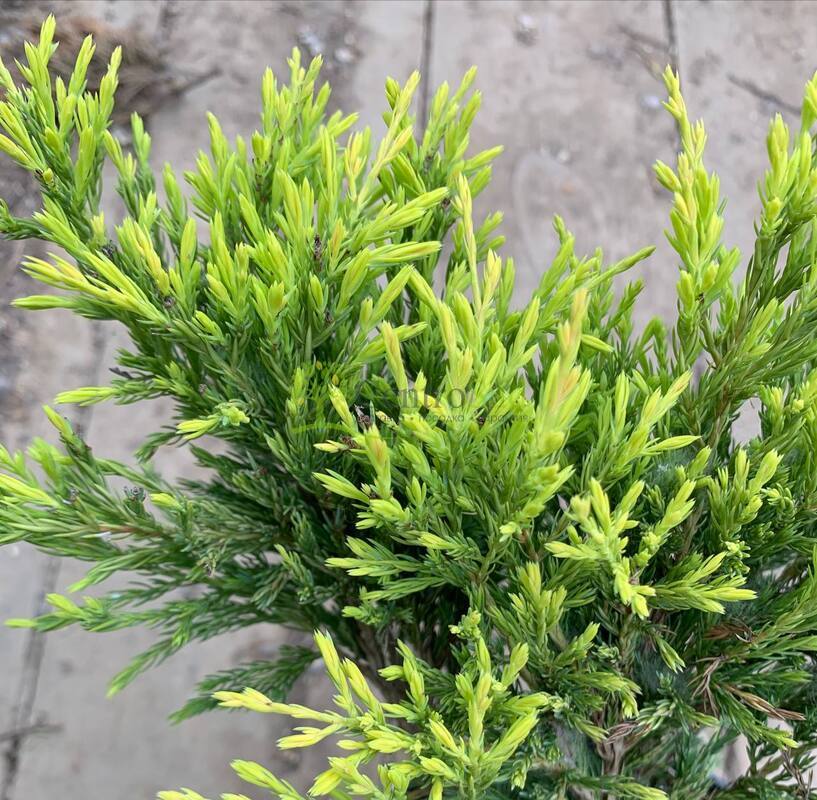 Можжевельник горизонтальный Лайм Глоу (Lime Glow)