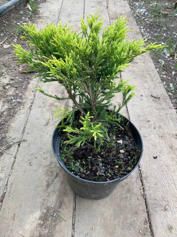 Можжевельник горизонтальный Лайм Глоу (Lime Glow)