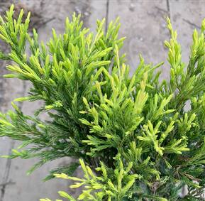 Можжевельник горизонтальный Лайм Глоу (Lime Glow)