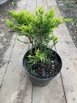 Можжевельник горизонтальный Лайм Глоу (Lime Glow)