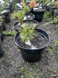 Сосна румелийская