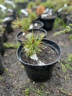 Сосна румелийская