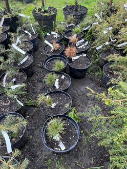 Сосна румелийская