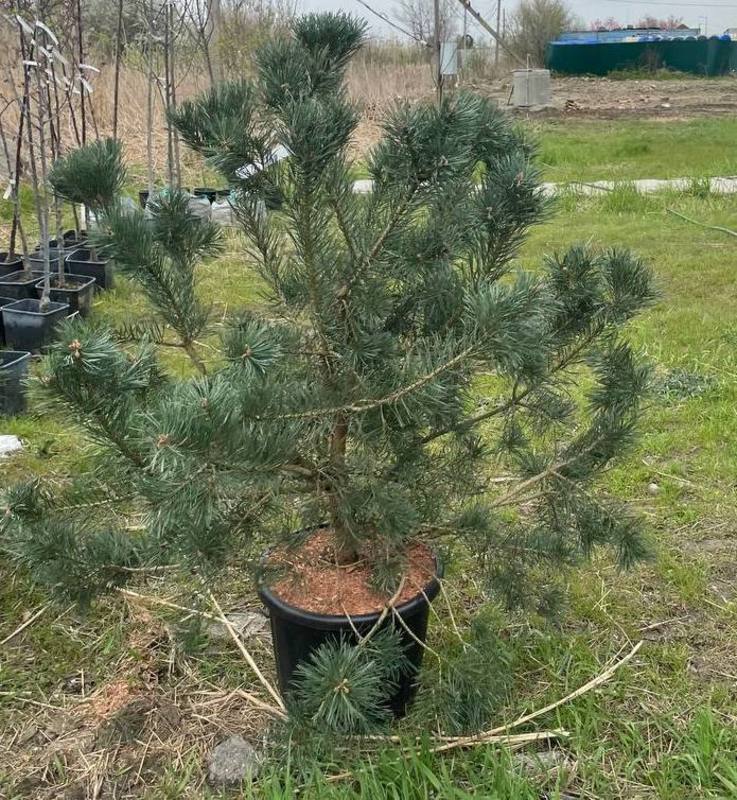 Сосна обыкновенная Глаука (Glauca)