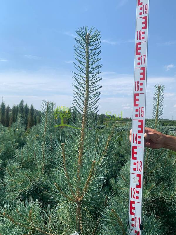 Сосна обыкновенная Глаука (Glauca)