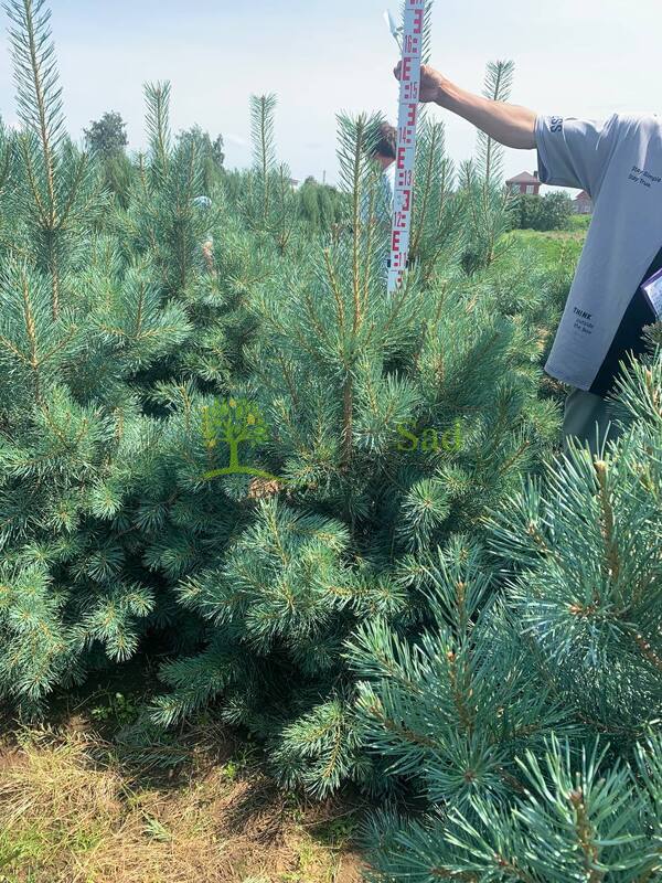 Сосна обыкновенная Глаука (Glauca)