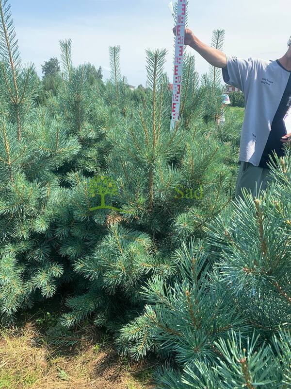 Сосна обыкновенная Глаука (Glauca)