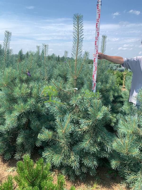 Сосна обыкновенная Глаука (Glauca)