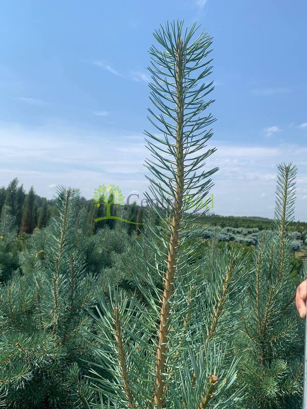 Сосна обыкновенная Глаука (Glauca)