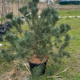 Сосна обыкновенная Глаука (Glauca)