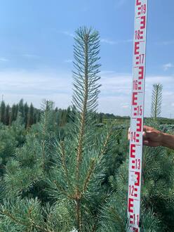 Сосна обыкновенная Глаука (Glauca)