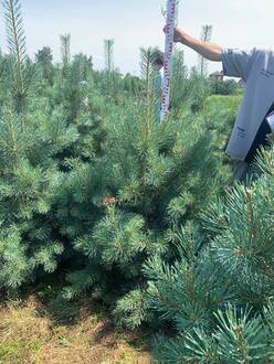 Сосна обыкновенная Глаука (Glauca)