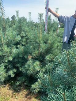 Сосна обыкновенная Глаука (Glauca)