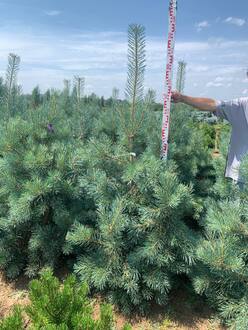 Сосна обыкновенная Глаука (Glauca)