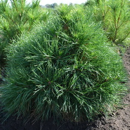 Сосна обыкновенная "Globosa Viridis" (Глобоза Вирдис)