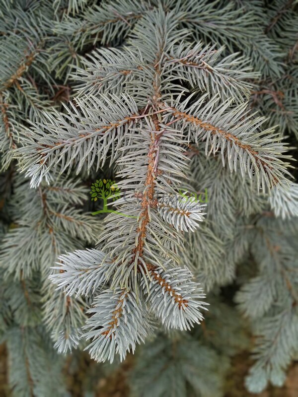 Ель колючая Беби Блю Айс (Baby Blue Eyes)