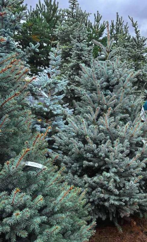 Ель колючая Беби Блю Айс (Baby Blue Eyes)