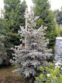 Ель колючая Беби Блю Айс (Baby Blue Eyes)