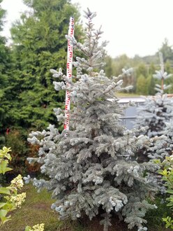 Ель колючая Беби Блю Айс (Baby Blue Eyes)