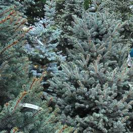 Ель колючая Беби Блю Айс (Baby Blue Eyes)