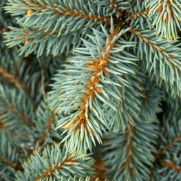 Ель колючая Блю Тринкет (Blue Trinket)