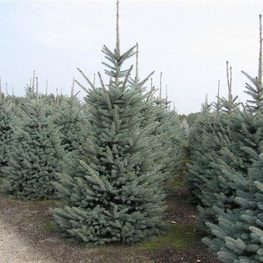 Ель колючая Блю Тринкет (Blue Trinket)