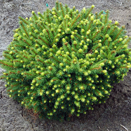 Ель обыкновенная Загвижде (Zagwizdze)