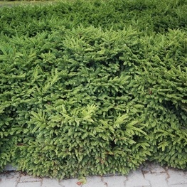 Ель обыкновенная Загвижде (Zagwizdze)