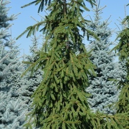 Ель обыкновенная Ротенхаус (Rothenhaus)