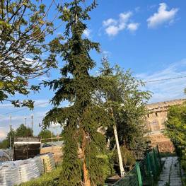 Ель обыкновенная Ротенхаус (Rothenhaus)