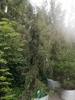 Ель обыкновенная Ротенхаус (Rothenhaus)