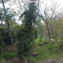 Ель обыкновенная Ротенхаус (Rothenhaus)