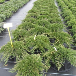 Можжевельник горизонтальный Принц Уэльский (Prince of Wales)