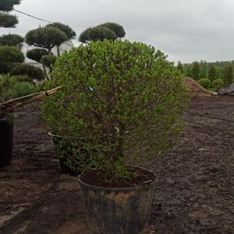 Боярышник сливолистный Шар