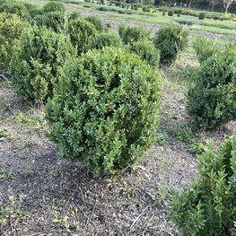 Боярышник сливолистный Шар