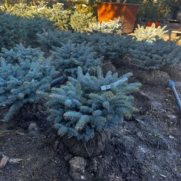 Ель колючая Глаука Глобоза (Glauca Globosa) Шар