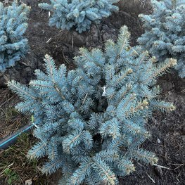 Ель колючая Глаука Глобоза (Glauca Globosa) Шар
