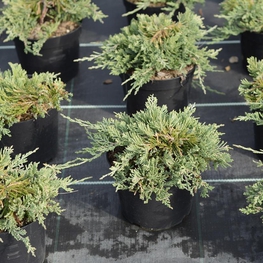 Можжевельник горизонтальный Вилтони (Wiltonii)