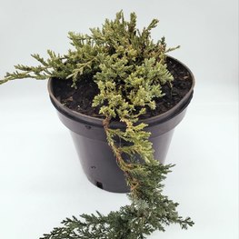 Можжевельник горизонтальный Вилтони (Wiltonii)