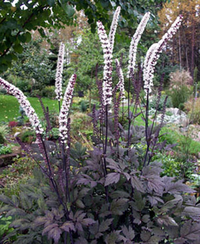 Клопогон ветвистый Атропурпуреа (Atropurpurea)